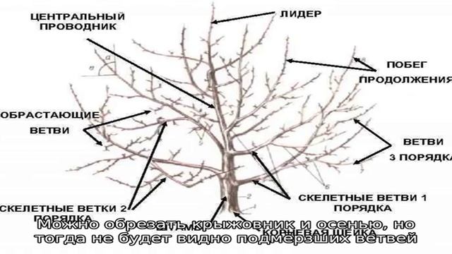 Весенняя обрезка крыжовника смотреть онлайн