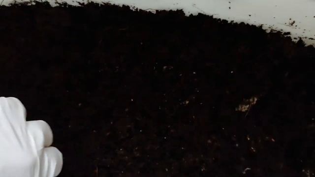 02 Компостный червь в квартире. Коконы денробены. 5 недель после заселения. смотреть онлайн