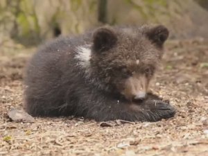 Миленькие мишки 😍❤️