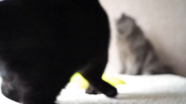 Black Kitten OZZY vs Butterfly смотреть онлайн