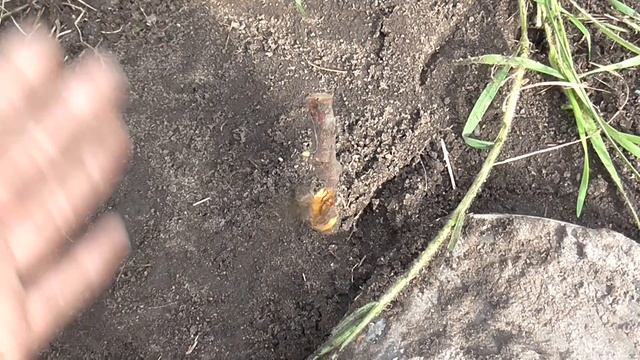 Абрикос жив!/Как определить живой саженец или нет/Диванный кроликовод смотреть онлайн