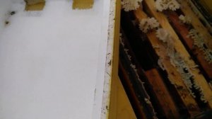 Как продолжают зимовать наши шестирамочные ульи