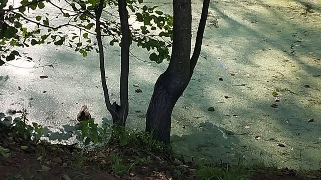 ОДИН ДЕНЬ ОБЫЧНОЙ ЖЕНЩИНЫ ЖИЗНИ В ДЕРЕВНЕ/ ЖИЗНЬ ХОРОША/ СТРОЙКА САРАЯ 10.09.24г.