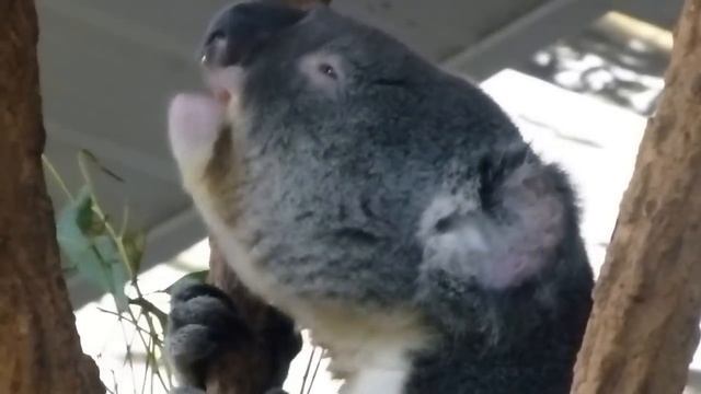 Lots of Sound, No Fury: Male Koala Bellows & Mellows смотреть онлайн ...