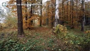 Охота в Тульской области – Охотничье хозяйство «Алексинское» Тульская РОООиР охота на вальдшнепа