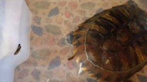 Красноухая черепаха. Кормление : кузнечики и рак