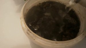 РАЗМНОЖЕНИЕ ЛИМОНА ЧЕРЕНКАМИ в домашних условиях