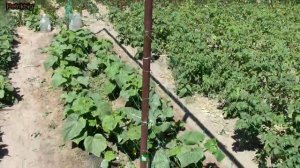 Выращивание огурцов на сетке