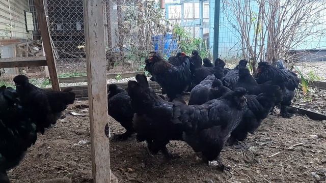 Сибирская Мохноножка вывод 2019 смотреть онлайн