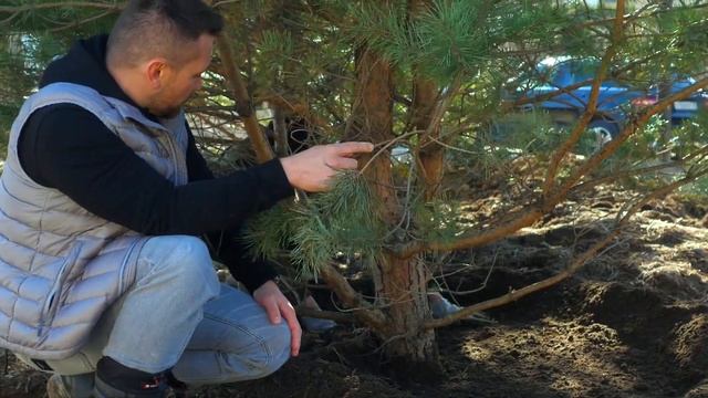 Крупномеры: уход после посадки #крупномеры #уходпослепосадки