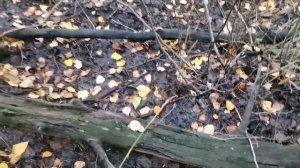 ШОК!!! БЕЛЫЙ ГРИБ ПРОДОЛЖАЕТ МАССОВЫЙ РОСТ!!! ГРИБЫ 2022 Часть 3