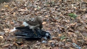 Притравка ястреба перепелятника на мертвых птиц