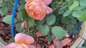 Розы Леди оф Шалот и Леди Эмма Гамильтон ????? в горшечном садике!