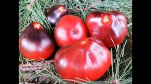 Самый лучший томат в мире 2023 г.!!! Высокоурожайный, сладкий и вкусный томат сорта СИНЯЯ ГРУША!!!