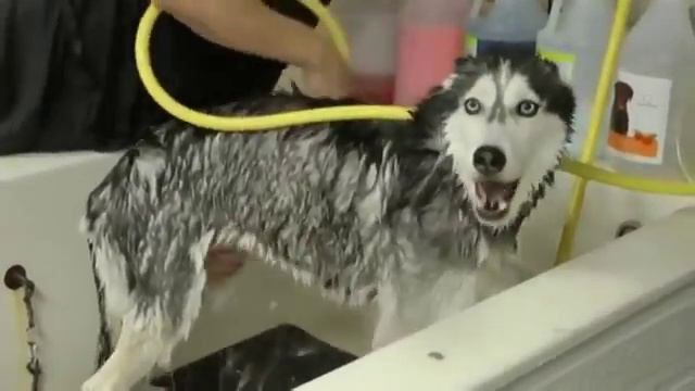 Оказывается в душе поют не только люди! смотреть онлайн