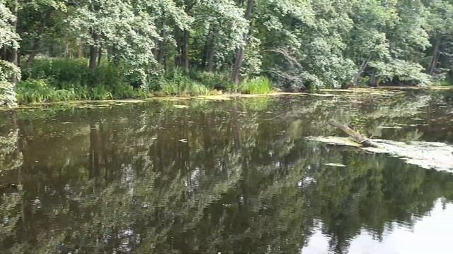Воронежский Государственный Природный Биосферный Заповедник имени В.М. Пескова обзор смотреть онлайн