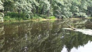 Воронежский Государственный Природный Биосферный Заповедник имени В.М. Пескова обзор