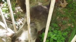 А мамино молоко - самое вкусное.MOV