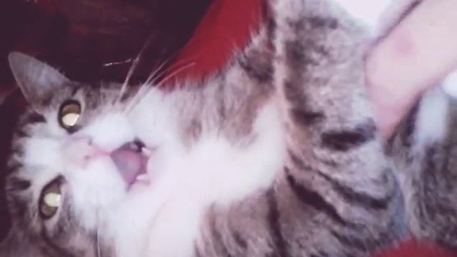 Нельзя кусаться #юмор #посмеяться смотреть онлайн