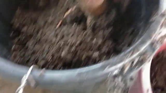 PROPER POTTING OF BOUGAINVILLEA MATERIAL смотреть онлайн