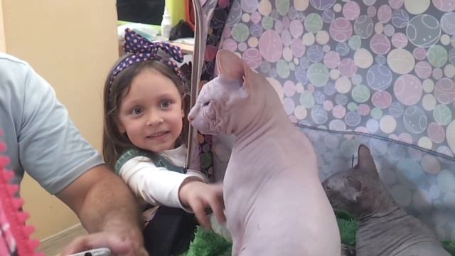 funny cat Sphynx - Канадский сфинкс
