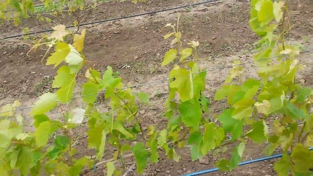 20160610 Виноград Рошфор Цветение смотреть онлайн