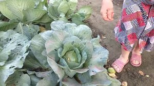 Спасаем капусту от совки