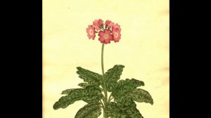 Vintage Botanical Prints - 69 in a series - Primula Cortusoides from The botanist's repository(1797