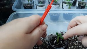 Адениум. Прививка. Сеянцы. Обрезка корней.