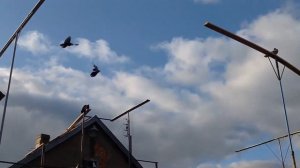 Николаевские голуби ( Николаевская обл)  на перелёте