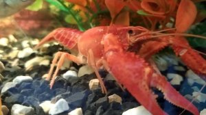 ?Танец рака под песню Пчеловод/удивительное в мире природы