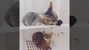 Чаузи F2 и абиссинская. Chausie