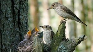 Михаил Пришвин - Этажи леса