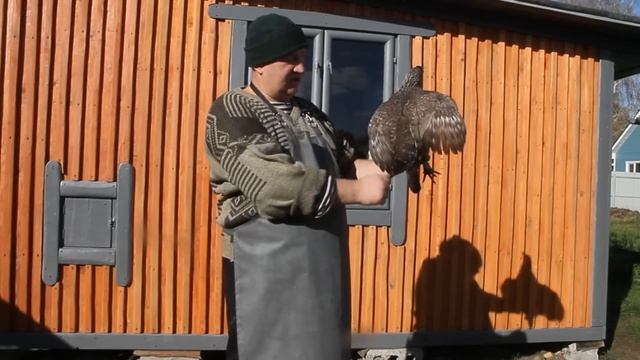 КАК ВЫБРАТЬ ЛУЧШУЮ НЕСУШКУ !  ЛЕГГОРН ЛУЧШАЯ В МИРЕ НЕСУШКА !
