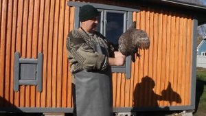 КАК ВЫБРАТЬ ЛУЧШУЮ НЕСУШКУ ! ЛЕГГОРН ЛУЧШАЯ В МИРЕ НЕСУШКА !
