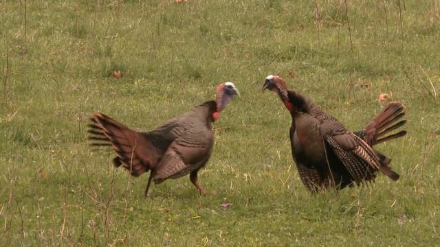 BEST WILD TURKEY FIGHT on the internet! Gobbler fighting purrs смотреть онлайн