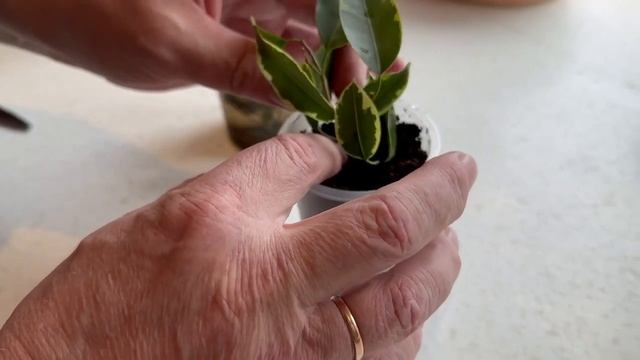 Укоренение черенков фикуса. смотреть онлайн