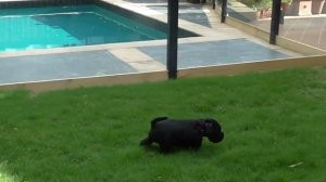 ЦВЕРГШНАУЦЕР ВСЕ О ПОРОДЕ. ИНТЕРЕСНЫЕ ФАКТЫ