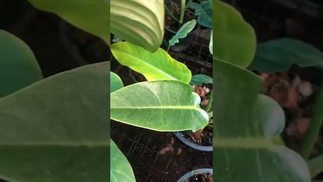 philodendron calkins gold (golden spare)