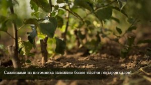 Питомник Усовых.