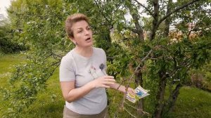 Обработка сада в июне
