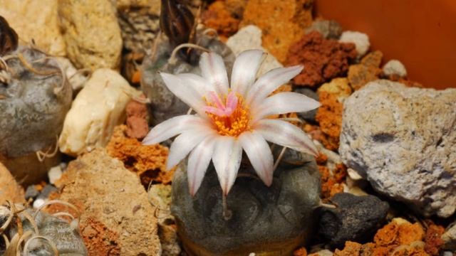 Turbinicarpus polaskii Time lapse смотреть онлайн