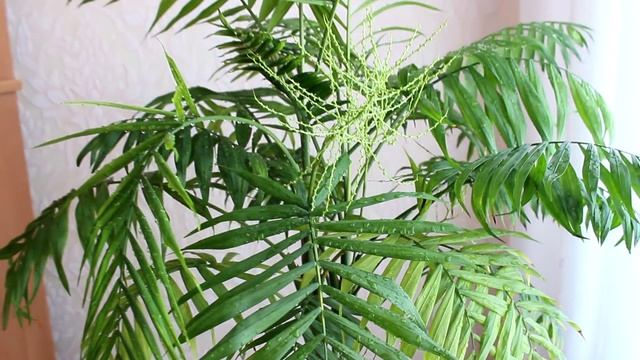 Хамедорея моей мамы. [Надежда и Мир] смотреть онлайн