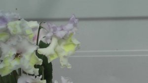 Стрептокарпус DS-Золотой Дракон