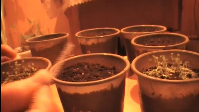 Как правильно пикировать петунию. Черная ножка. Сад и огород выпуск 111 смотреть онлайн