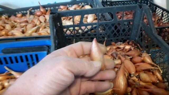 Как сохранить едовой и посевной лук до весны? Мы храним так.... смотреть онлайн