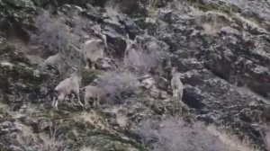 Охота в Таджикистане Дашти Джум 2021