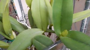 Обзор орхидей после отпуска. Часть 1. Bangkok Sunset расцвёл)