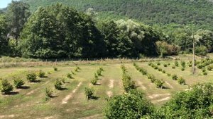 Фундук болезни не выбирают, лечите фундук Висаролом….