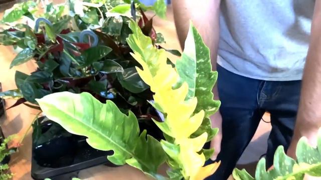 Dostawa kolekcjonerów PH Ring of Fire PH Prince of Orange XL, Alokazja Tigrina Superba i dużo innyc смотреть онлайн